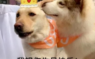 生日靠沙雕文案，生日的沙雕文案